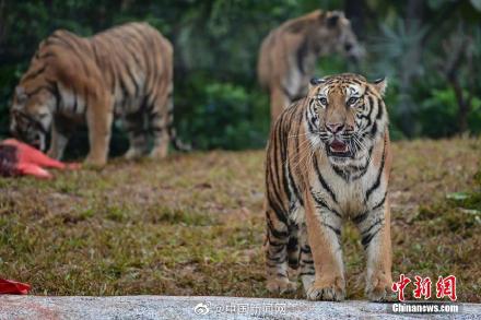 虎作姓时读作猫？奇怪的知识又增加了！