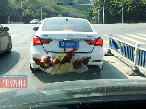 私家车“花式回家”不可取！广西交警部门提醒