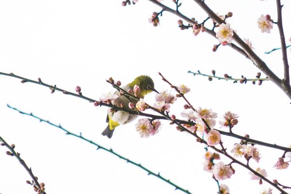 梅花、樱花、金鱼草……南宁春来早，青秀山百花开