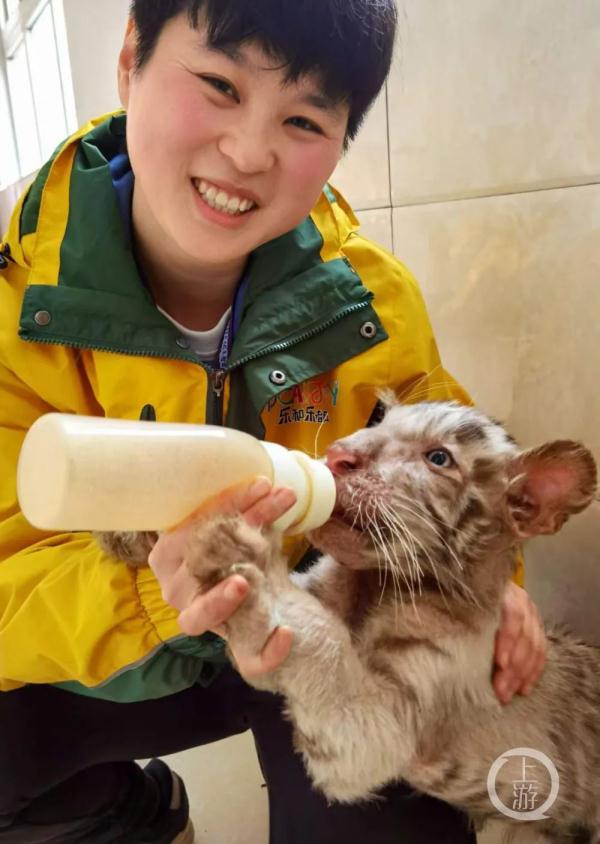 “虎妈”清清与三胞胎虎宝宝的故事