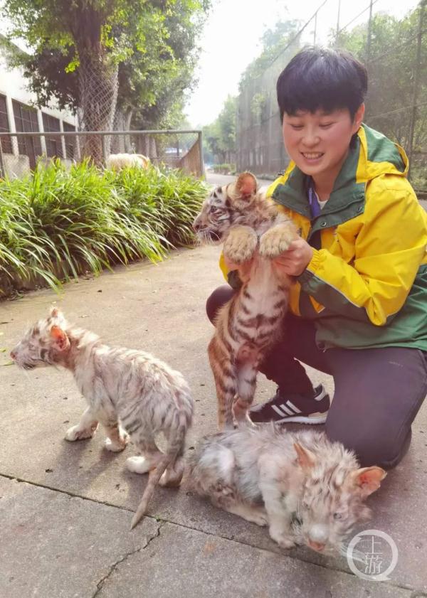 “虎妈”清清与三胞胎虎宝宝的故事