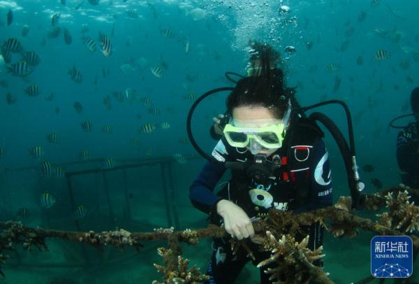 海南三亚：种珊瑚 迎新春