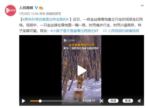 咱们就是说！原来“孙猴子”真是这样走路的！