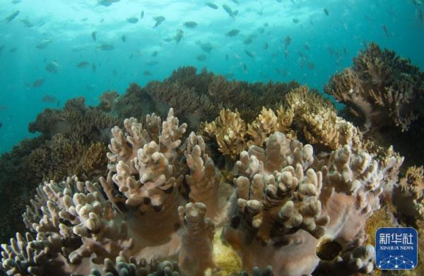 海南三亚：种珊瑚 迎新春