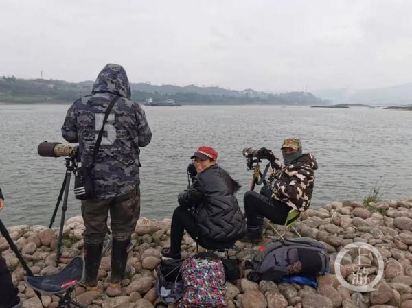重庆首次发现黄嘴潜鸟，好多广东“鸟友”“打飞的”来渝打卡！