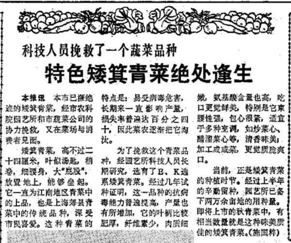男子把“上海青”种成“万年青”！一棵菜传三代，网友评论亮了！