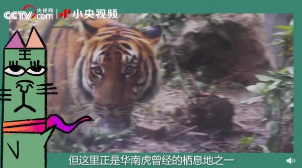 老虎团战斗力排行榜! 老虎团战斗力排行榜!