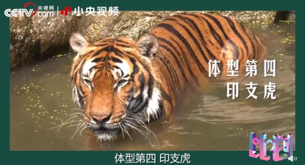 老虎团战斗力排行榜! 老虎团战斗力排行榜!