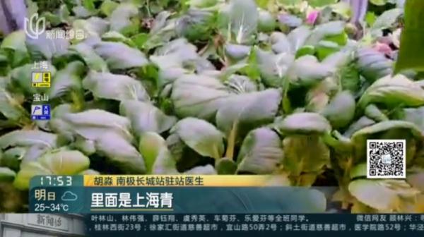 男子把“上海青”种成“万年青”！一棵菜传三代，网友评论亮了！