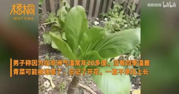 男子把“上海青”种成“万年青”！一棵菜传三代，网友评论亮了！
