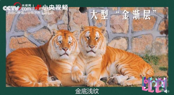 老虎团战斗力排行榜! 老虎团战斗力排行榜!