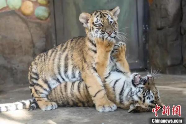 因为一条姓名有“虎”的消息,网友沸腾了 因为一条姓名有“虎”的消息,网友沸腾了