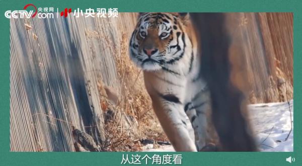 老虎团战斗力排行榜! 老虎团战斗力排行榜!