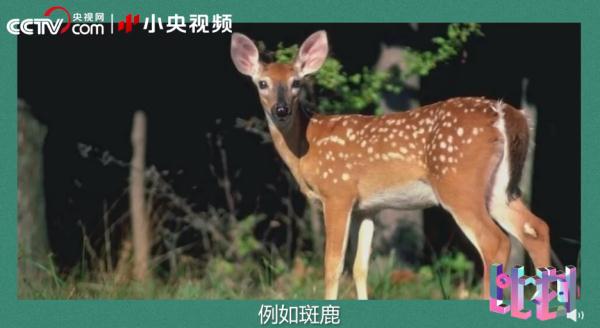 老虎团战斗力排行榜! 老虎团战斗力排行榜!