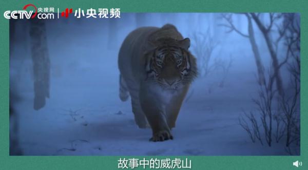 老虎团战斗力排行榜! 老虎团战斗力排行榜!