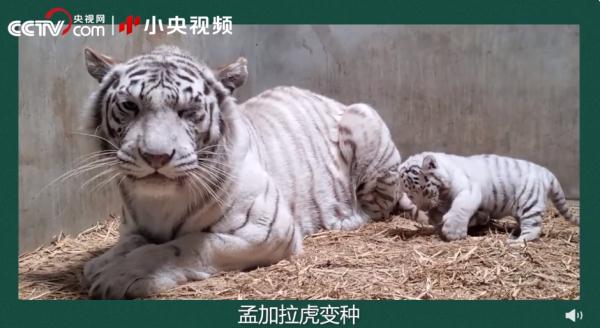 老虎团战斗力排行榜! 老虎团战斗力排行榜!