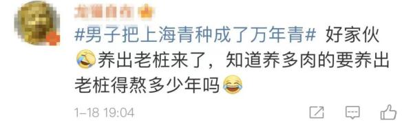 男子把“上海青”种成“万年青”！一棵菜传三代，网友评论亮了！