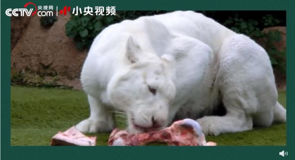 老虎团战斗力排行榜! 老虎团战斗力排行榜!