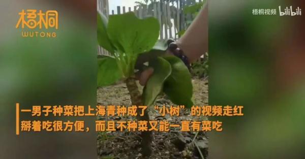男子把“上海青”种成“万年青”！一棵菜传三代，网友评论亮了！
