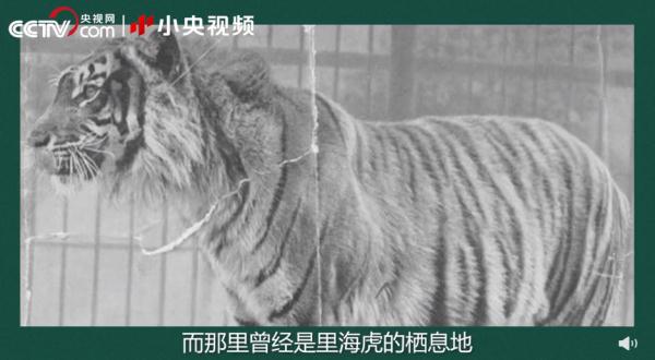 老虎团战斗力排行榜! 老虎团战斗力排行榜!