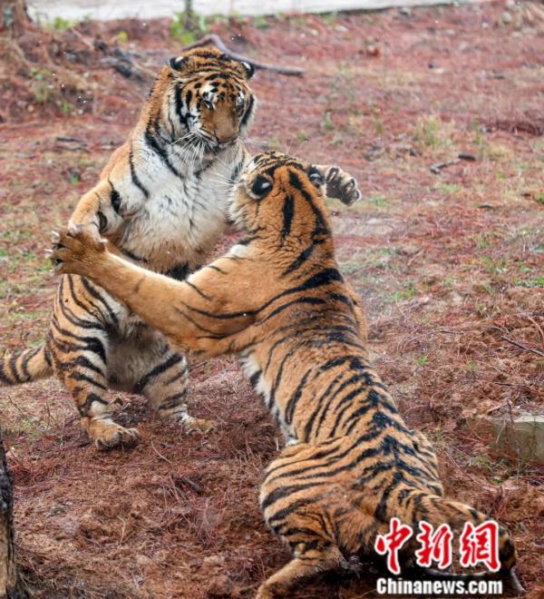 虎年说虎，地球上的老虎是怎么来的？
