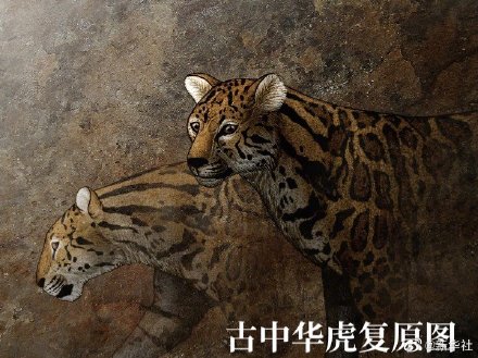 追虎寻源:我国生肖中的“虎”是什么虎? 追虎寻源:我国生肖中的“虎”是什么虎?