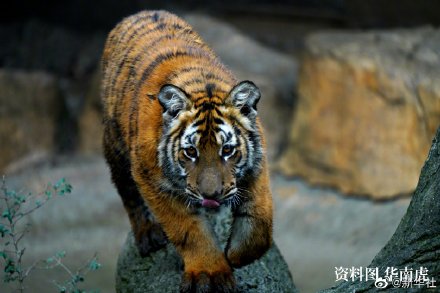 追虎寻源:我国生肖中的“虎”是什么虎? 追虎寻源:我国生肖中的“虎”是什么虎?