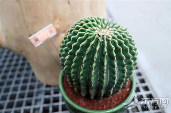 虎尾兰、海虎兰、虎耳草、虎刺梅……“属虎”的植物你知道多少