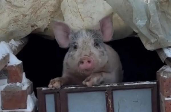 爆笑！女孩对猪圈喊男朋友名字，一只小猪神回应