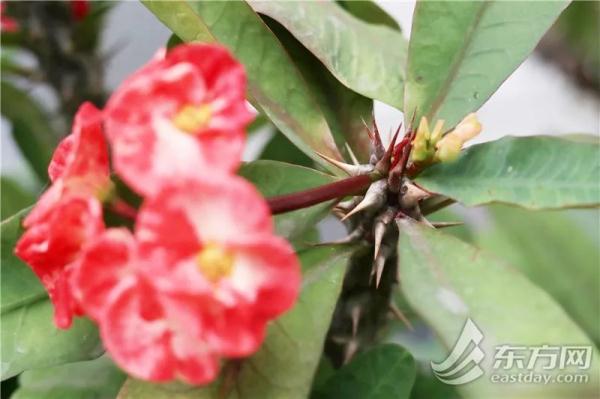 虎尾兰、海虎兰、虎耳草、虎刺梅……“属虎”的植物你知道多少