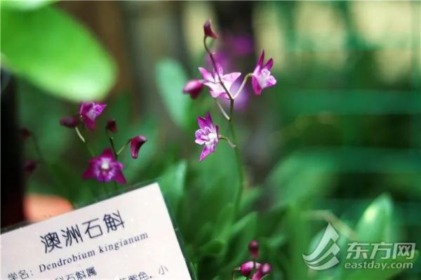 虎尾兰、海虎兰、虎耳草、虎刺梅……“属虎”的植物你知道多少