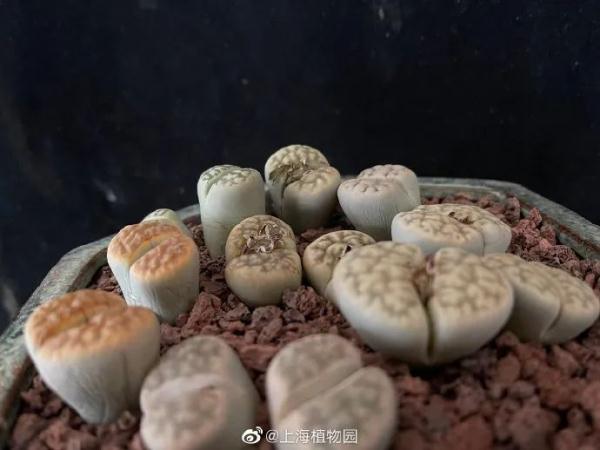 虎尾兰、海虎兰、虎耳草、虎刺梅……“属虎”的植物你知道多少