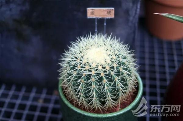 虎尾兰、海虎兰、虎耳草、虎刺梅……“属虎”的植物你知道多少