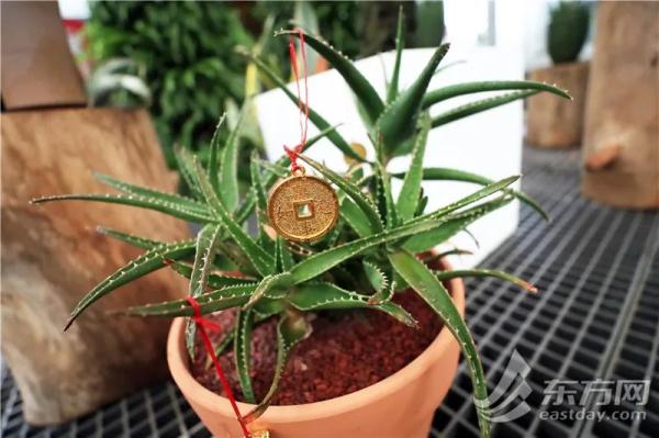 虎尾兰、海虎兰、虎耳草、虎刺梅……“属虎”的植物你知道多少