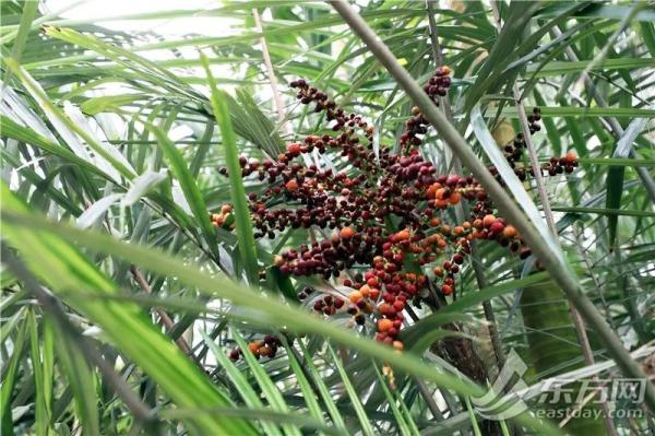 虎尾兰、海虎兰、虎耳草、虎刺梅……“属虎”的植物你知道多少