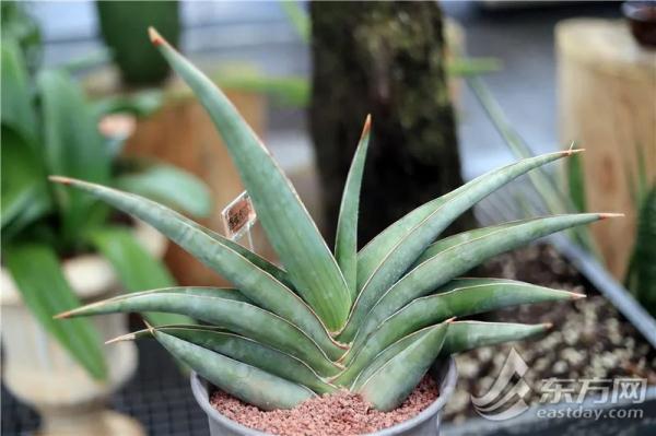 虎尾兰、海虎兰、虎耳草、虎刺梅……“属虎”的植物你知道多少