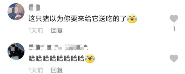 爆笑！女孩对猪圈喊男朋友名字，一只小猪神回应