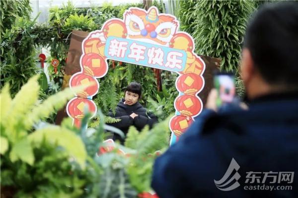 虎尾兰、海虎兰、虎耳草、虎刺梅……“属虎”的植物你知道多少