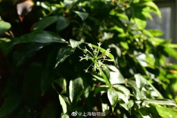 虎尾兰、海虎兰、虎耳草、虎刺梅……“属虎”的植物你知道多少