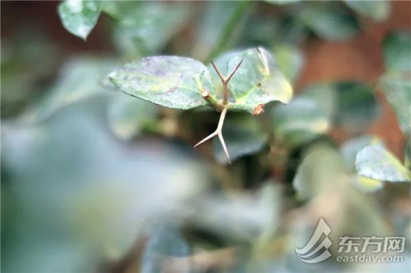虎尾兰、海虎兰、虎耳草、虎刺梅……“属虎”的植物你知道多少
