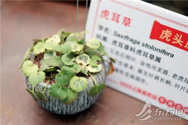 虎尾兰、海虎兰、虎耳草、虎刺梅……“属虎”的植物你知道多少