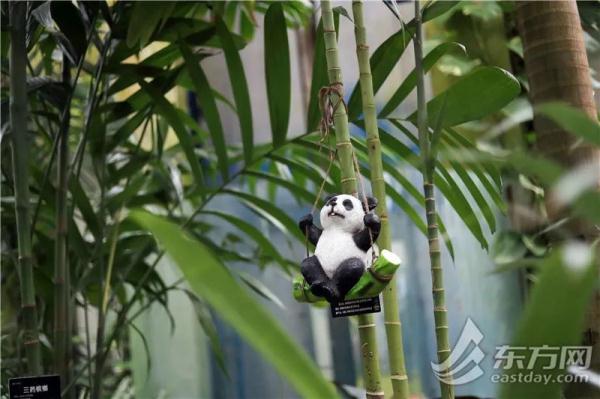 虎尾兰、海虎兰、虎耳草、虎刺梅……“属虎”的植物你知道多少