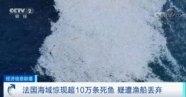 令人震惊！法国海域惊现超10万条死鱼！或是故意丢弃？就像“移动的巨型地毯”