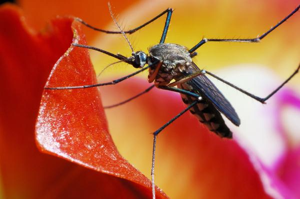 美研究：蚊子在特定气体环境下，会特别偏爱红色、橙色和黑色