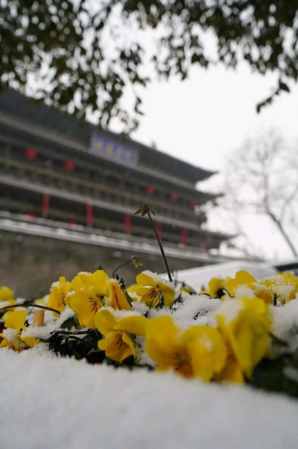 一场春雪，定格“醉美”长安