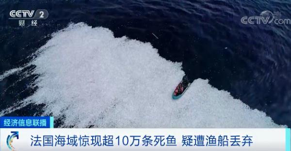 令人震惊！法国海域惊现超10万条死鱼！或是故意丢弃？就像“移动的巨型地毯”