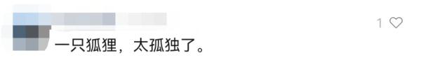 高清画面!武大网红小狐狸过年又胖了?网友:快找个伴 高清画面!武大网红小狐狸过年又胖了?网友:快找个伴