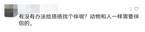 高清画面!武大网红小狐狸过年又胖了?网友:快找个伴 高清画面!武大网红小狐狸过年又胖了?网友:快找个伴