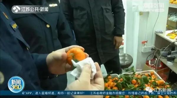 砂糖橘一摸就“掉色”？原来是这样→
