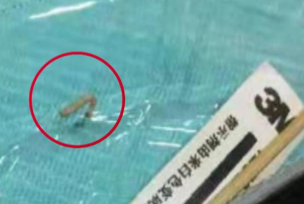 23岁男子牙痛去拔牙，医生竟从里面拔出一条活虫！